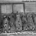 Methods of bootlegging: Confiscated pig carcasses stuffed with whiskey