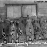 Methods of bootlegging: Confiscated pig carcasses stuffed with whiskey